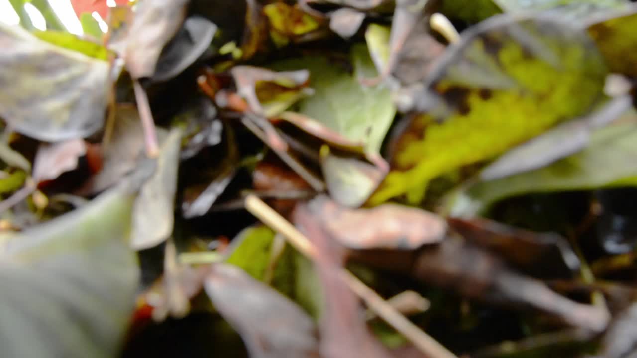Ground-level shot of a rake gathering autumn leaves toward the camera, ending with leaves fully covering the lens. Perfect for transitions or seasonal mood scenes.