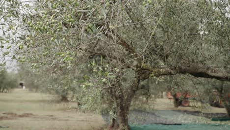 Branch-of-an-Italian-olive-tree-in-the-harvest-period,-close-up-shot