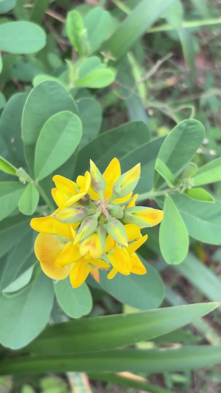 Close-up of a Vibrant Yellow Wildflower in a Garden