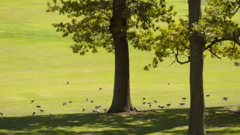 Ein-Vogelschwarm,-Der-Sich-Auf-Dem-Rasen-In-Einem-Park-Mit-Großen-Pfahlbäumen-Ausruht