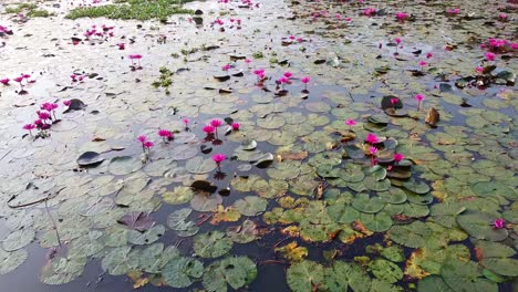 morning water lily blooming, river side water lily in the stream, , ,mangrove forest inland water body, beautiful aerial shot, group, blossom , field, top, water lily grows with mosses and grasses