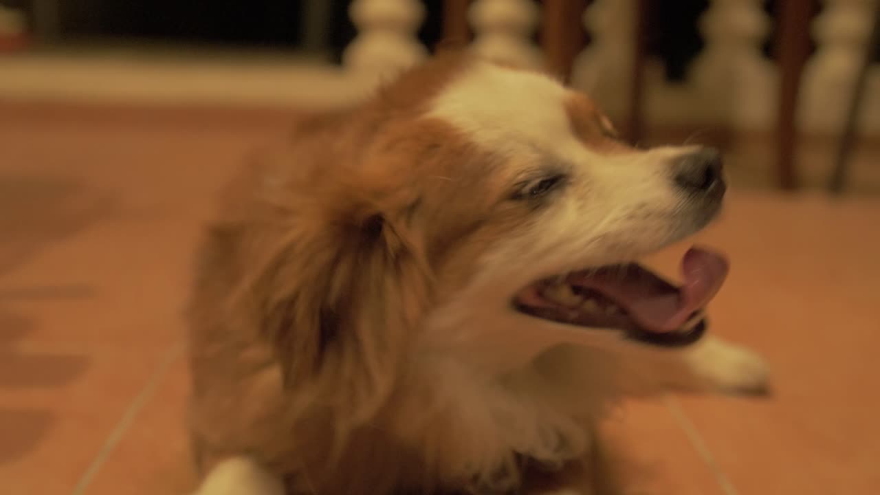 acariciando lindo cachorro 4k clip