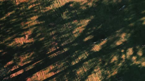 Aerial-Topdown-On-Wymondham-Cemetery-Landscape-In-Wymondham,-England