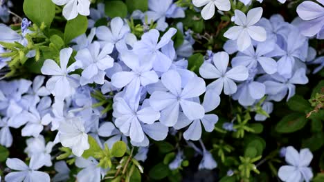 time-lapse of blue flowers blooming and swaying.