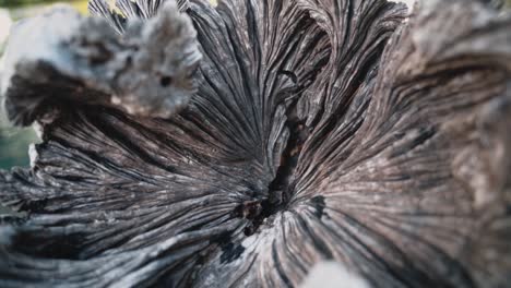 majestic rainforest tree root with line pattern, close up dolly backward view