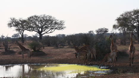 Giraffe---gathered-around-a-small-pond