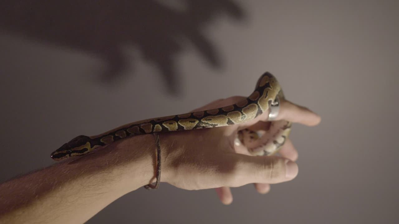 bebé phyton moviéndose alrededor de las manos