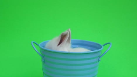 baby cute rabbit or new born adorable bunny on green screen  background.