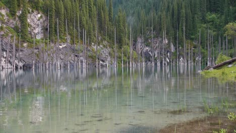 lago kaindy en kazajstán conocido también como lago de abedules o bosque submarino