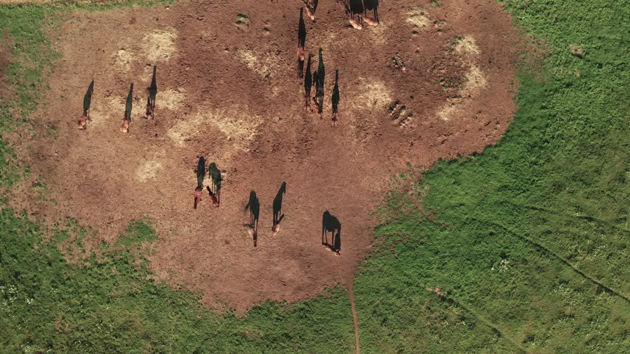 늦은 여름 저녁에 갈색 말과 그들의 아름다운 그림자를 볼 수 있는 공중 줌