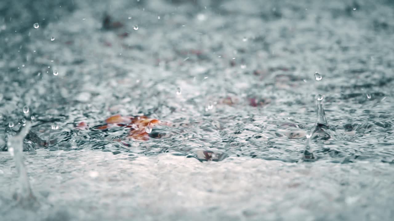 물 속 의 잎 에 방울 이 떨어지는 것