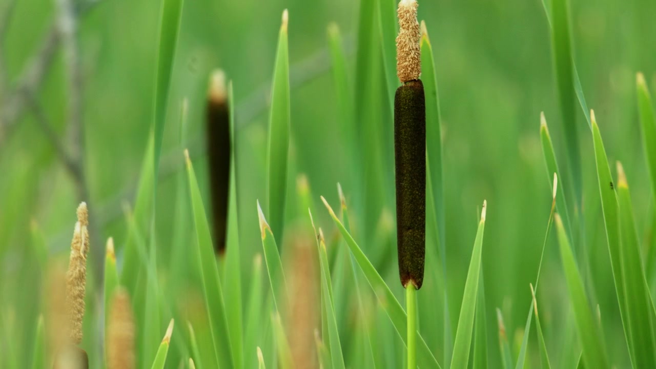 バンブーゼブララッシュ（水生植物）のクローズアップ。
