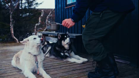man feeding his alaskan malamute dogs outside the cabin - close up