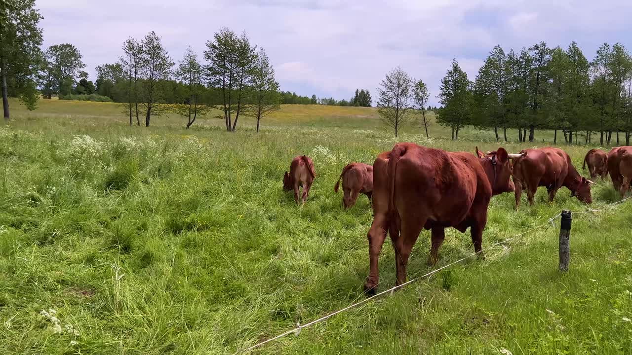 Mucca da latte marrone che cammina verso la mandria per mangiare erba verde in una fattoria all'aperto in campagna