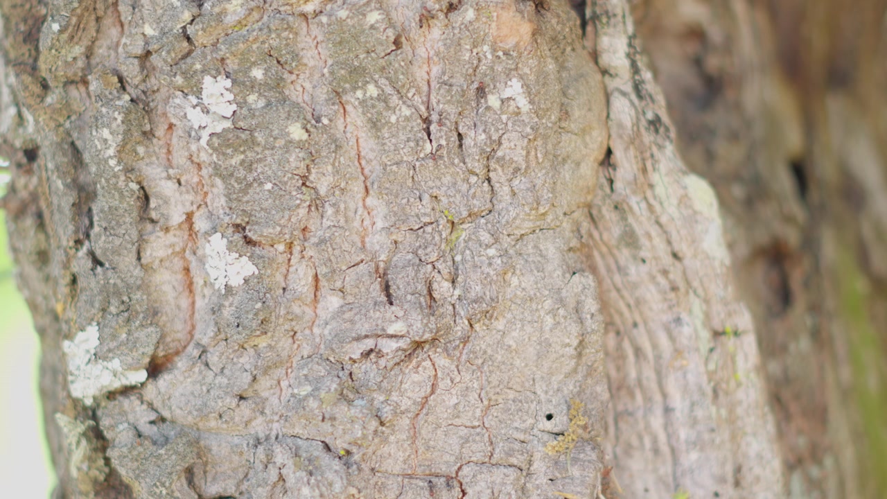 Scatto macro dettagliato in primo piano di un tronco d'albero, che evidenzia la texture della corteccia, i motivi naturali, i sottili licheni e i toni della terra con luce naturale.
