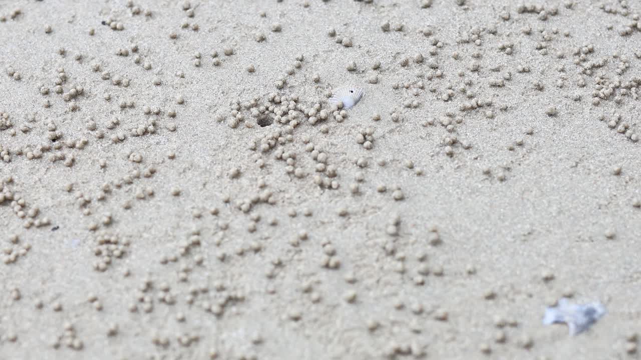 cangrejo fantasma creando bolas de arena cerca de su agujero
