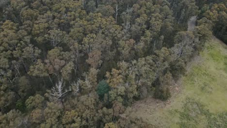 drone aerial 4k in a forest national park showing cleared land in between native trees and a road