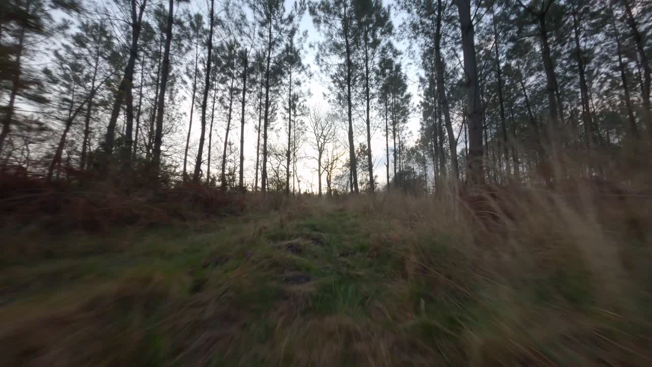 Drone flying ground level along path of forest with tall trees, undergrowth. Fpv