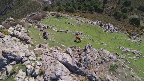 Kuh-Weidet-Im-Hochgebirgsgelände