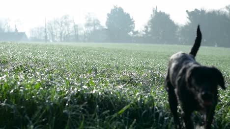 labrador-collie negro corriendo y saltando a través de la hierba alta de un campo rural irlandés mientras mastica una larga brizna de hierba