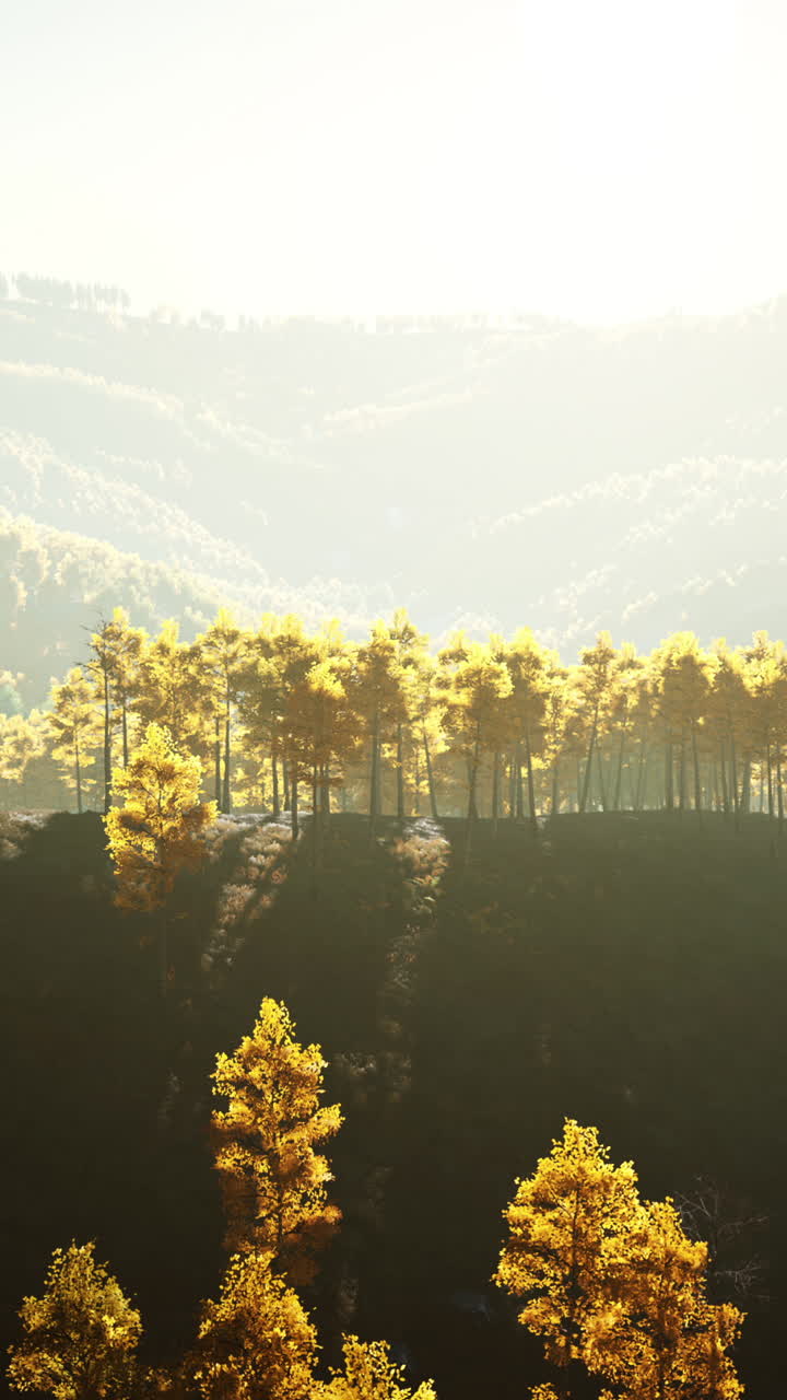 가을의 산림 풍경