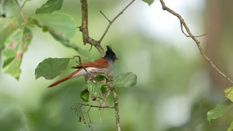 a tender moment as a parent bird feeds its chick in the nest.captured in the wild, this scene highlights bird behavior, nurturing, and life in natural habitats. perfect for nature or wildlife footage
