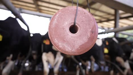 cow licking with salt block