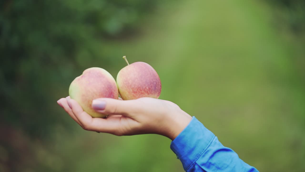 Mele fresche in mani femminili. Raccolta di mele. Primo piano.
