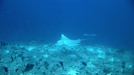 Incredible-Ornate-eagle-ray-in-Maldives