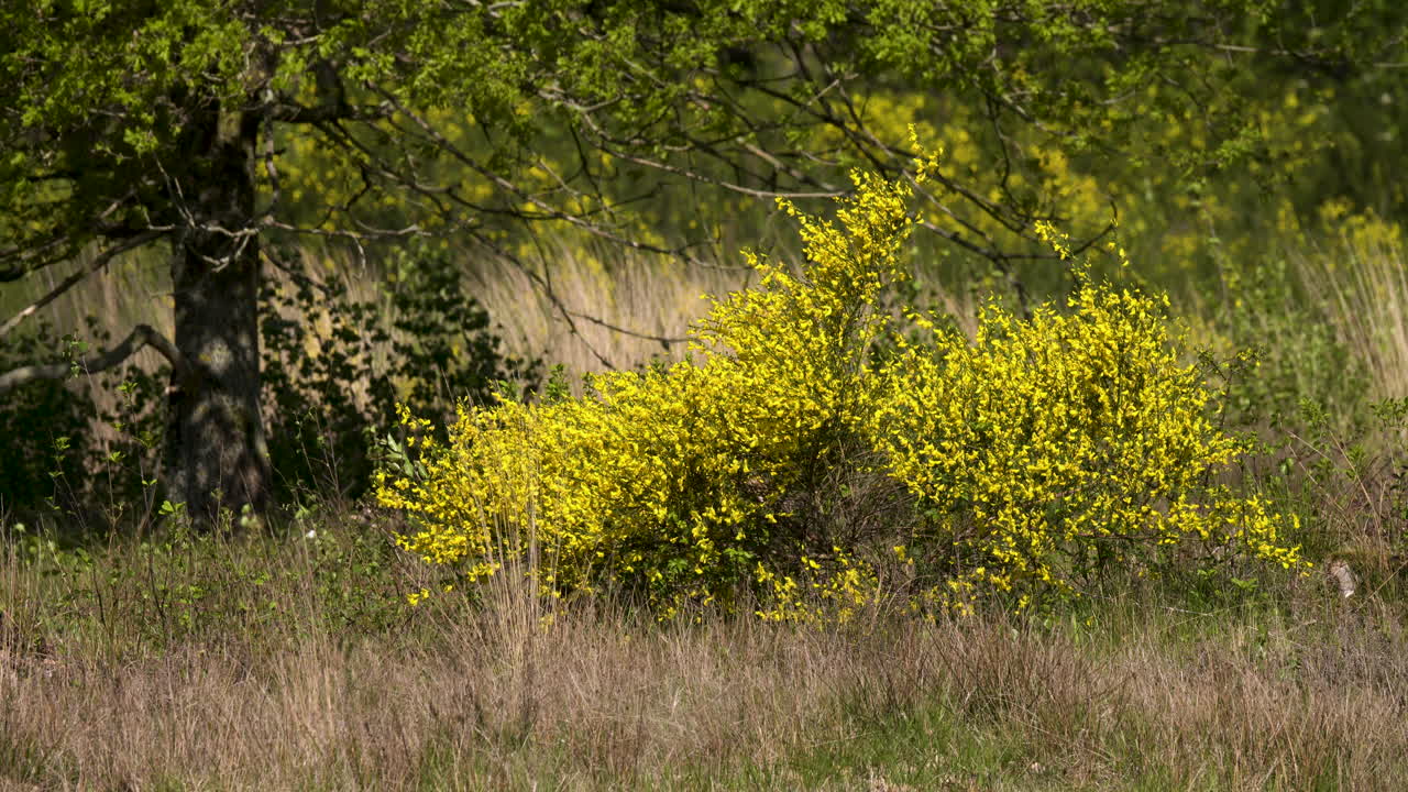 un arbusto de escoba de color amarillo brillante en el viento