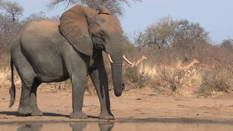 a young elephant bull shaking his head at a herd of passing impala in africa