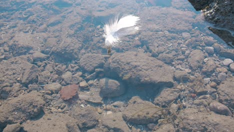 pluma blanca descansando en las aguas claras y rocosas del lago walensee en walenstadt, suiza