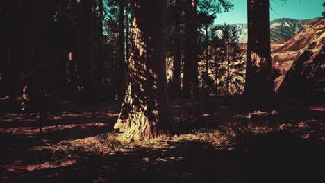 Maßstab-Der-Riesenmammutbäume-Des-Sequoia-Nationalparks