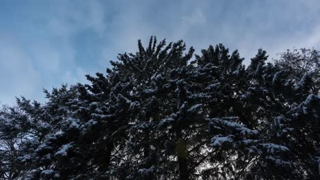 snow covering cedar tree at sunset during winter, time lapse