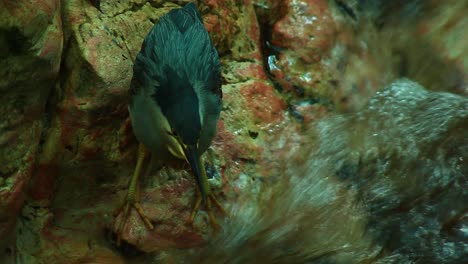 Cinematic-footage-of-a-bird-catching-a-fish-out-of-a-wild-flowing-river