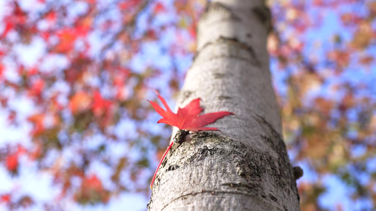 A vibrant red autumn leaf stuck in a tree against a bright blue sky, nature's beauty and seasonal colors