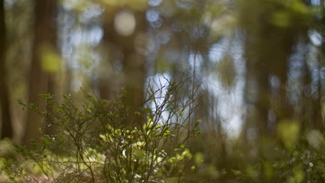 Relaxing-meditation-background-footage-of-a-calm-and-soothing-Nordic-Scandinavian-forest-during-summer-time-with-green-trees-calmly-breezing-in-the-wind-with-small-blueberry-plants-on-the-mossy-ground