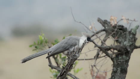 Zeitlupe-Eines-Bargesichtigen-Go-Away-Vogels,-Der-Von-Einem-Ast-In-Einer-Trockenen-Savanne-Abhebt