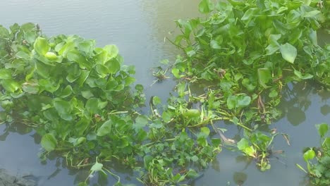 close up of green tropical plantation in a canal in thailand