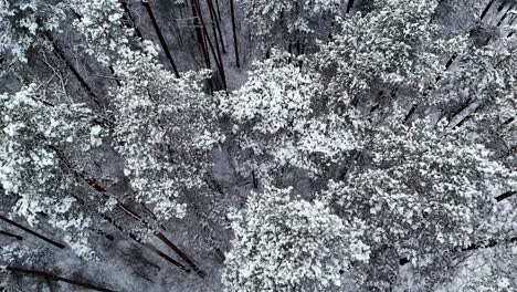 aerial of dense forest covered in a thick blanket of white snow, as seen from a high vantage point directly overhead, fly forward over