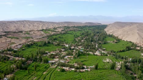 wide shot of agriculture field of green vineyards in desert area