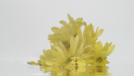 close up static shot of yellow flowers being sunk in water, white background