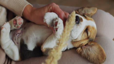 mujer jugando con divertido cachorro de beagle soñoliento. video 4k