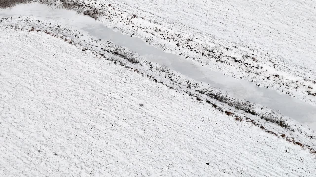 Bird's eye view from drones, fox hunting in winter, snowy landscape