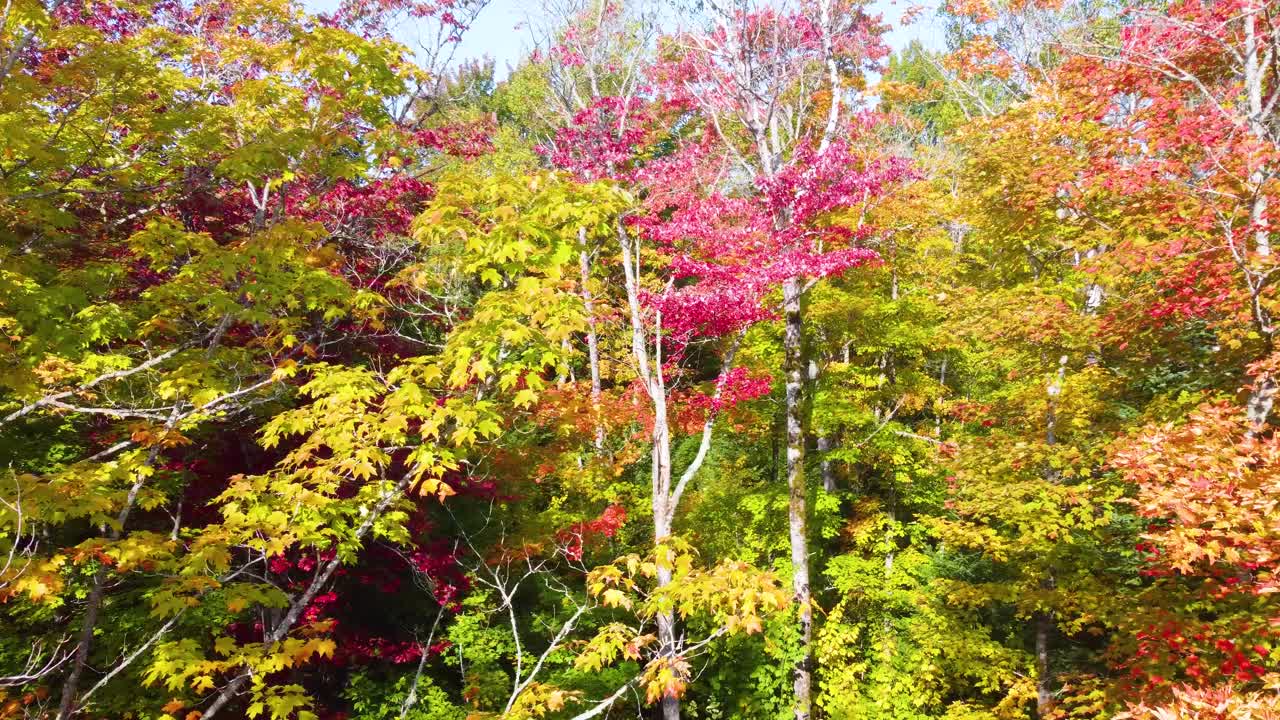 Fall foliage in deep forest, Northern Ontario, Canada