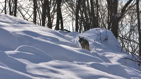 coyote walks down path to patrol while others rest winter forest