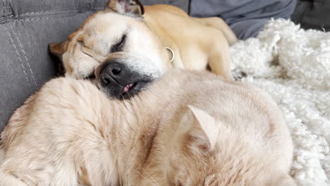 cat and dog snuggling on a couch