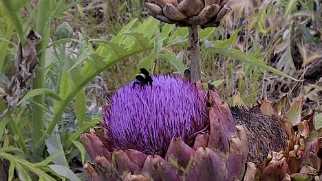 Large-black-and-yellow-bumblebee-crawling-across-and-digging-himself-in-the-purple-flower-of-an-artichoke-in-a-California-field-of-artichokes