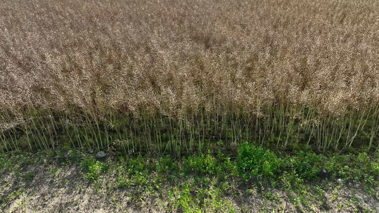 moviéndose lentamente a la derecha mientras mira el borde del campo de grano europeo - 60 fps