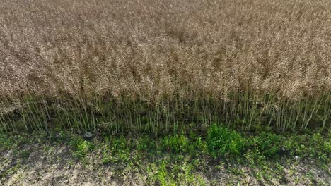 moving slowly right while looking at the edge of european grain field - 60 fps